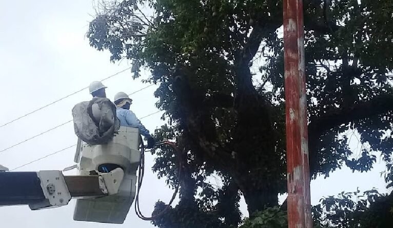 Ciudad Ojeda│Corpoelec anuncia Jornada de Pica y Poda en Lagunillas: Interrupción Temporal del Servicio