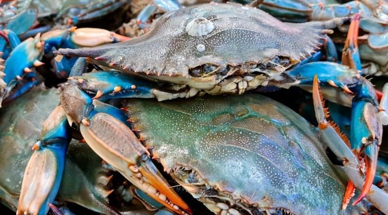 El Cangrejo Azul Lidera las Exportaciones Venezolanas No Petroleras en 2024