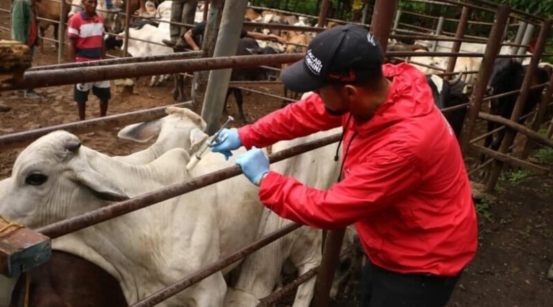 Venezuela inicia ciclo de vacunación contra la fiebre aftosa para lograr certificación internacional