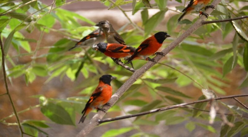 Nacimiento de 47 Pichones de Cardenalito: Un Logro para la Conservación en Venezuela