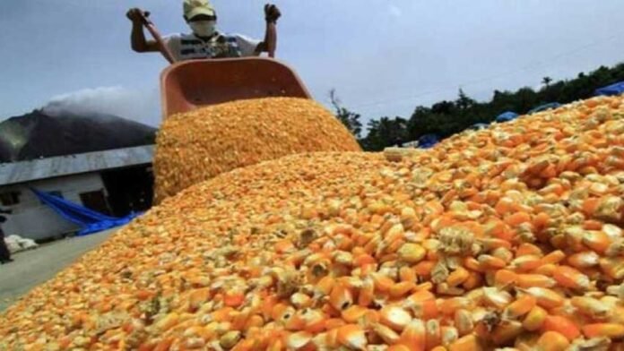 Alerta agrícola: producción de maíz caería 14% en Venezuela para 2025