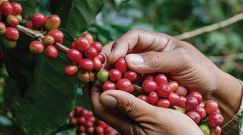 Venezuela exporta solo 10% de su café pese a recuperación productiva