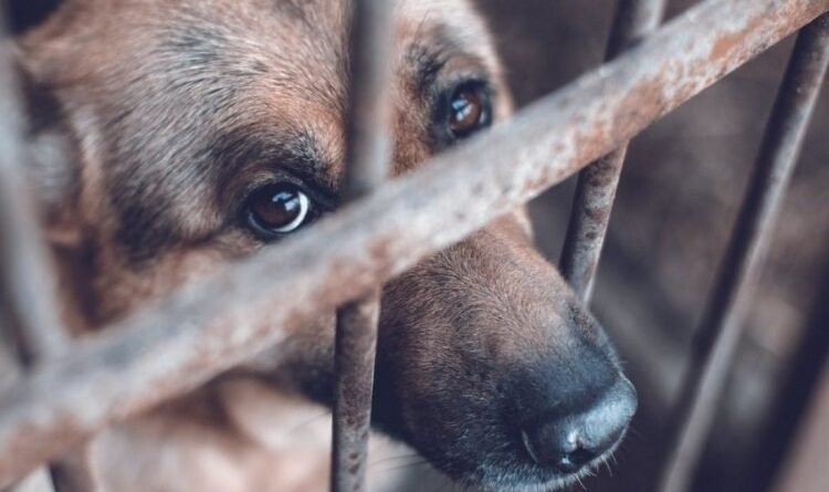 Denunciar maltrato animal en Venezuela: pasos y canales oficiales