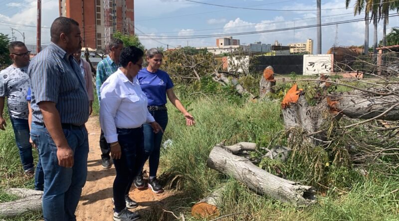 Lagunillas aplicará sanciones por tala ilegal en áreas verdes municipales