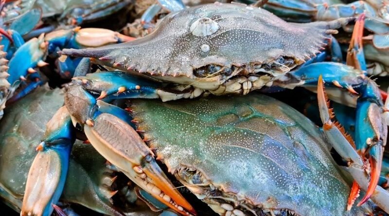 Procesadores de cangrejo azul venezolano buscan diversificar sus mercados internacionales