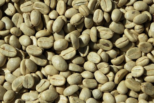Lara exporta casi 3 mil quintales de café verde a EE.UU. e Italia mediante modelo comunitario