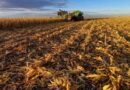 Producción de maíz en Venezuela solo cubre el 50% de la demanda