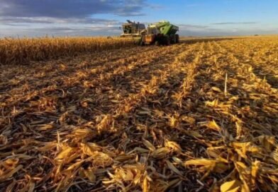 Producción de maíz en Venezuela solo cubre el 50% de la demanda