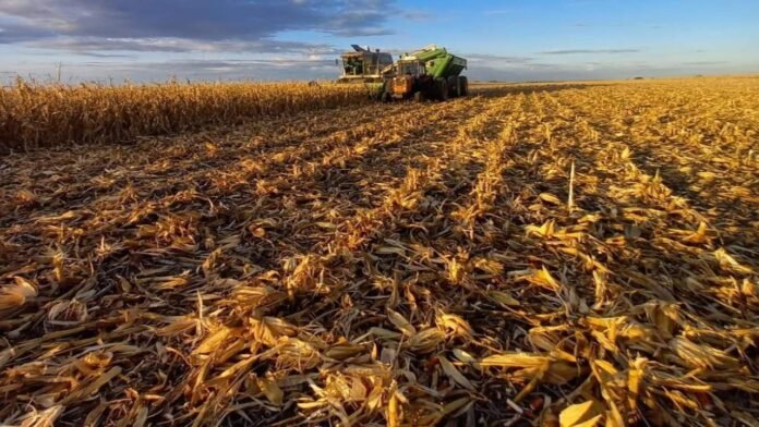 Producción de maíz en Venezuela solo cubre el 50% de la demanda